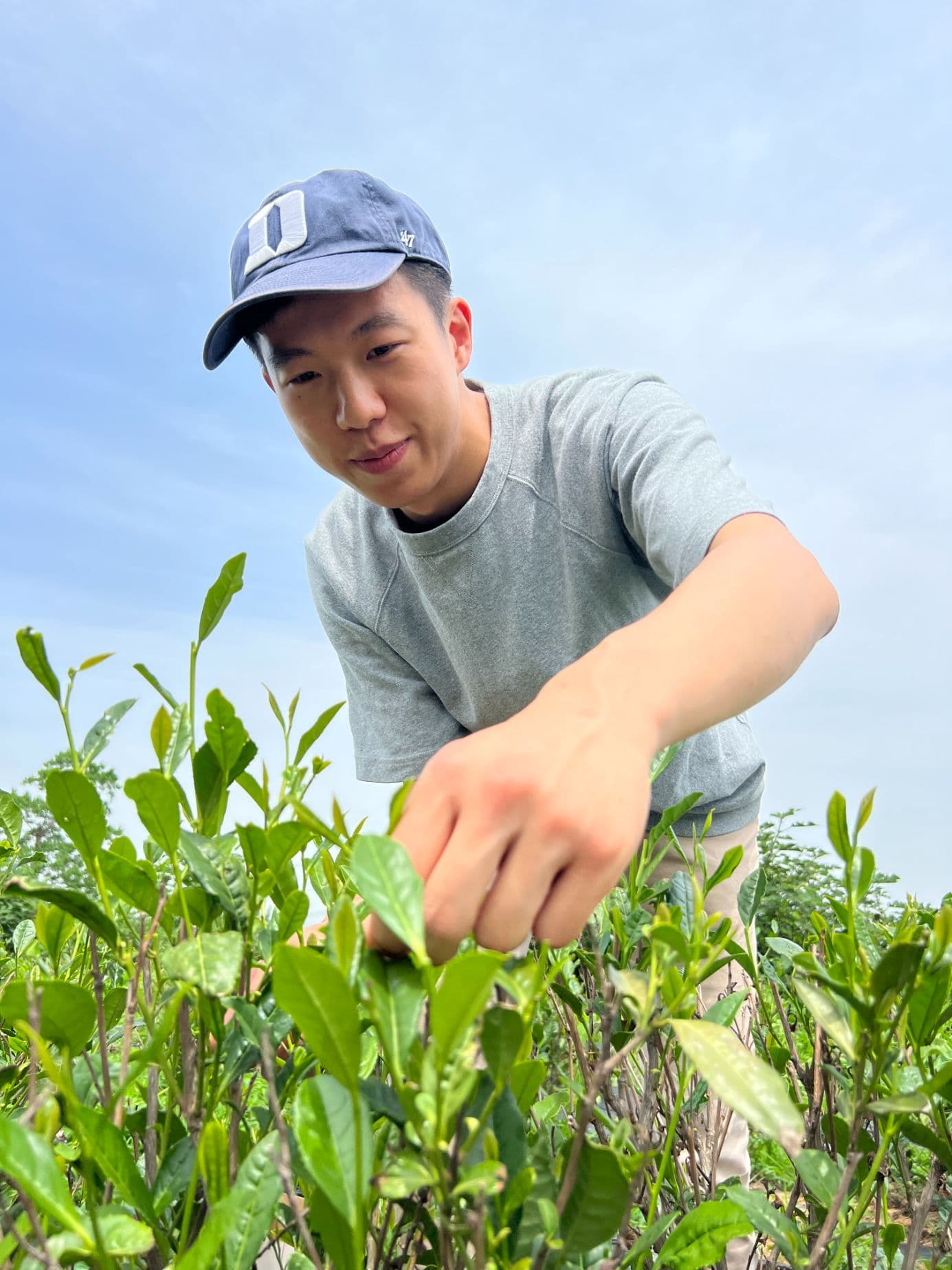 MyTeaPal founder Vincent Liu picking tea leaves